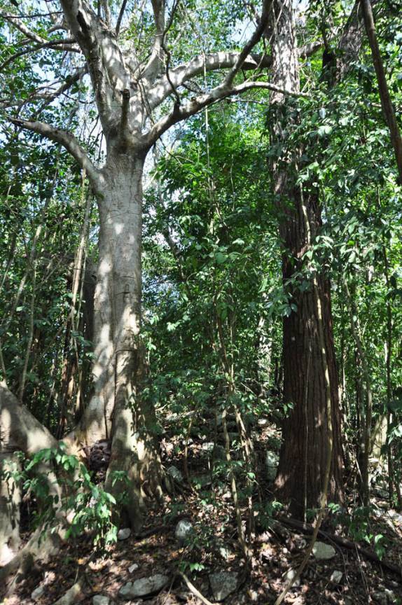 A mata densa que tomou conta das ruínas de Cobá, na península do Yucatán, no México